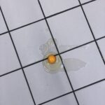 broken egg without shell on tiled floor